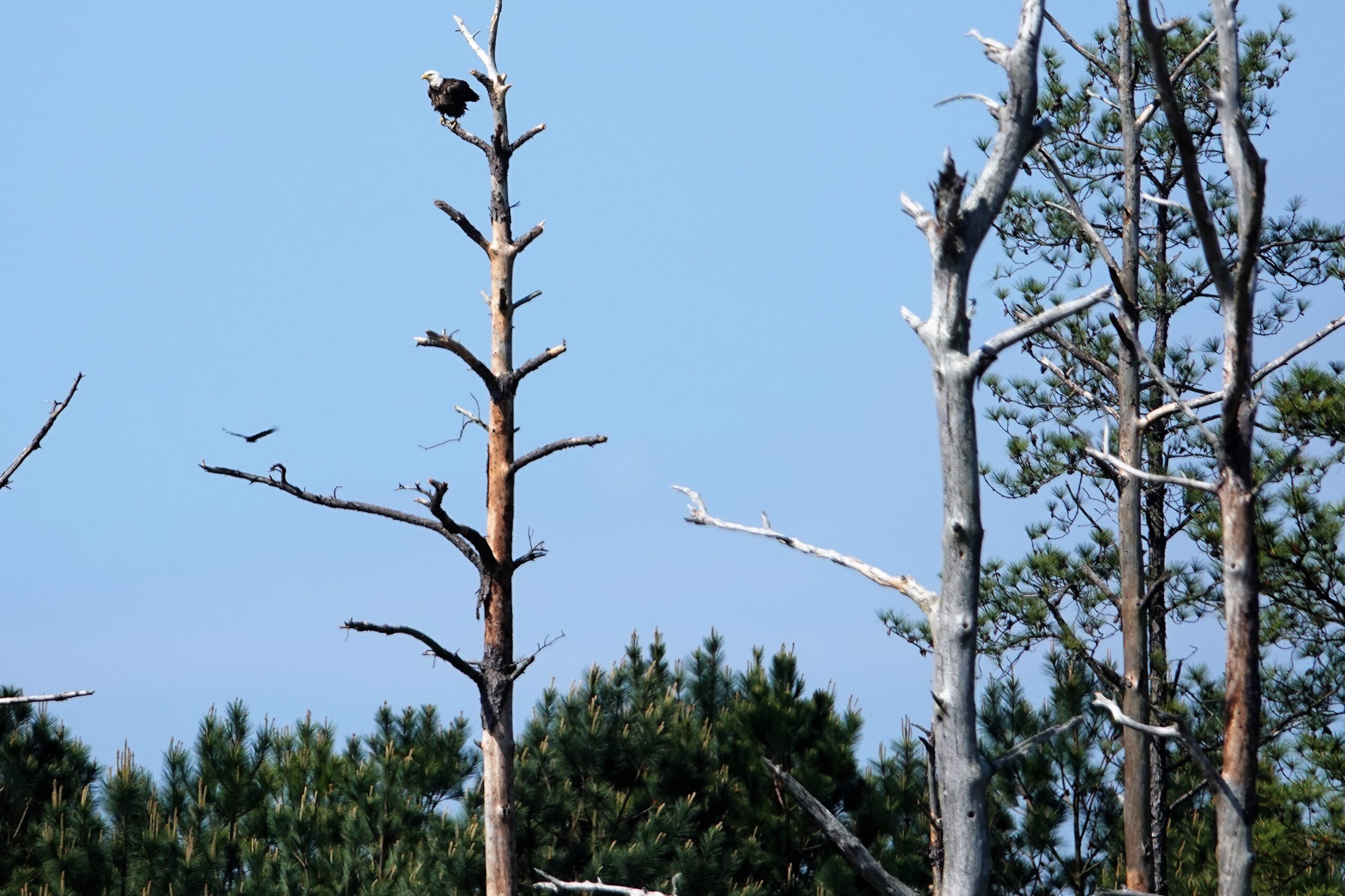Bayview Bald Eagle