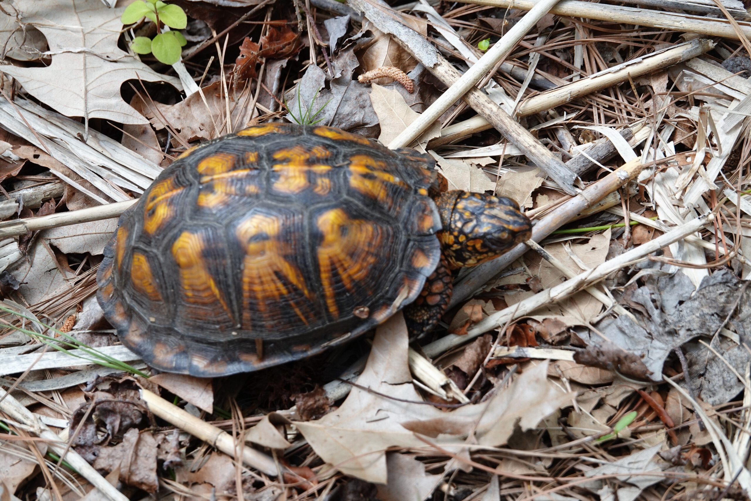 Bayview Woodland Box Turtle