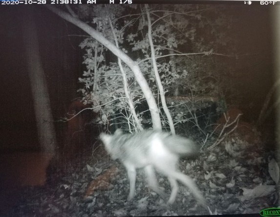 Coyote Camille Grabb