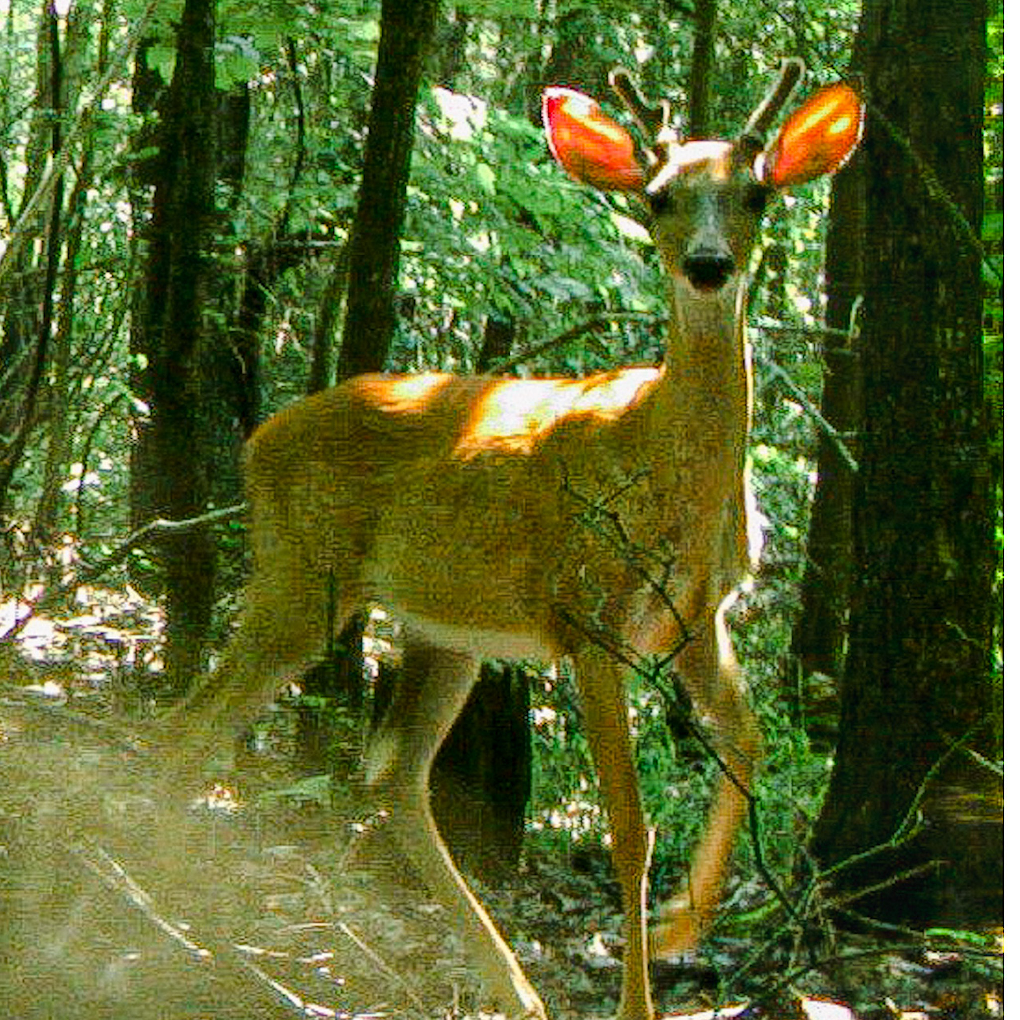 Deer - Marty Hill