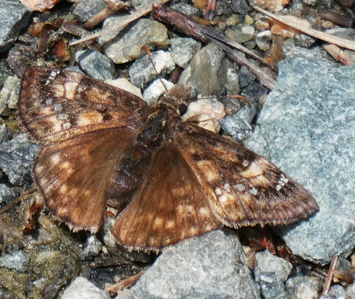 Juvenal's Duskywing - Katherina Bergdol