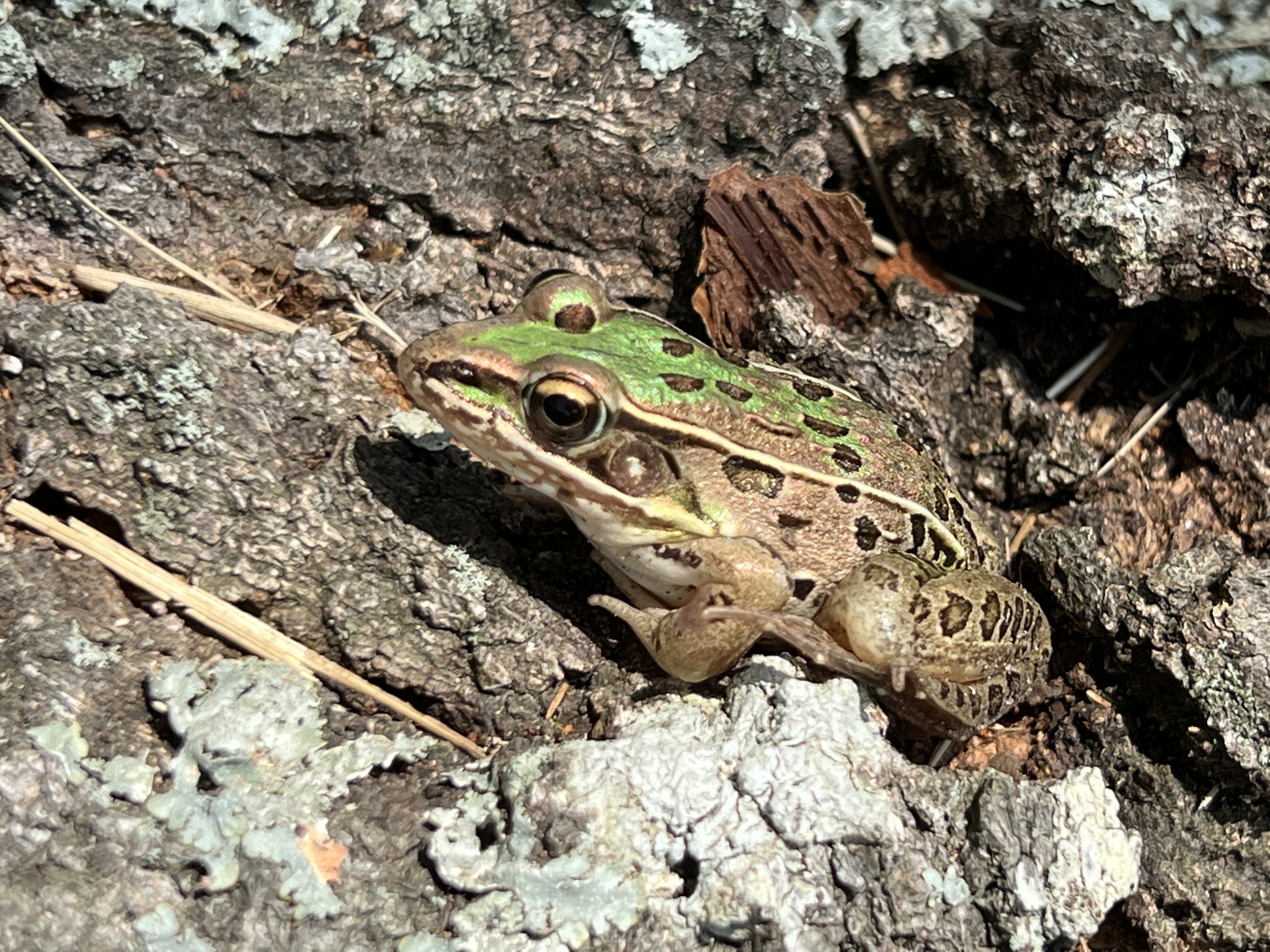 Southern Leopard Frog - Kevin Howe
