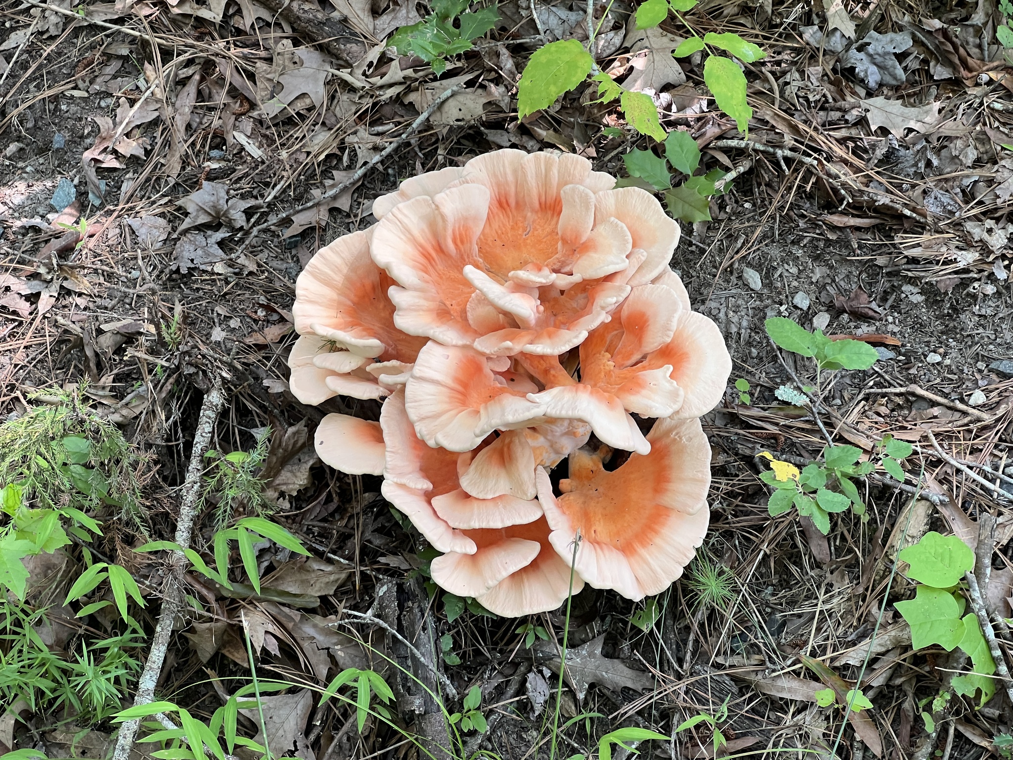 White-pored Chicken of the Woods Mushroom - Kevin Howe