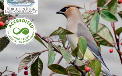 Northern Neck Land Conservancy Earns National Recognition for Commitment to Conservation Excellence, Community