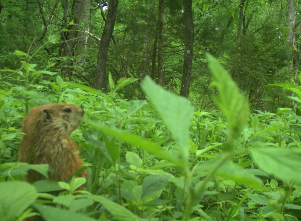 Groundhog Camera Trap