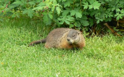 Nature on the Neck: Groundhogs 