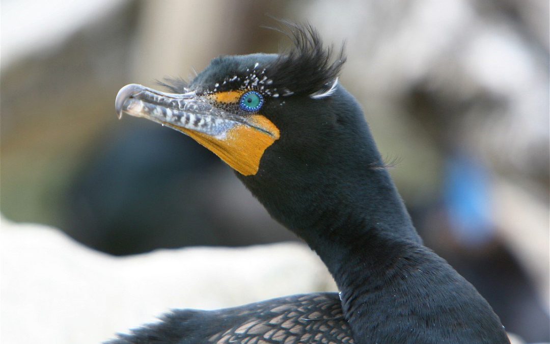 Nature on the Neck: Double-crested Cormorant