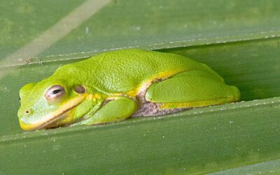 Nature on the Neck: Frogs