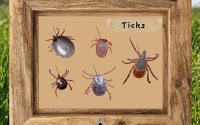 Nature on the Neck: Ticks