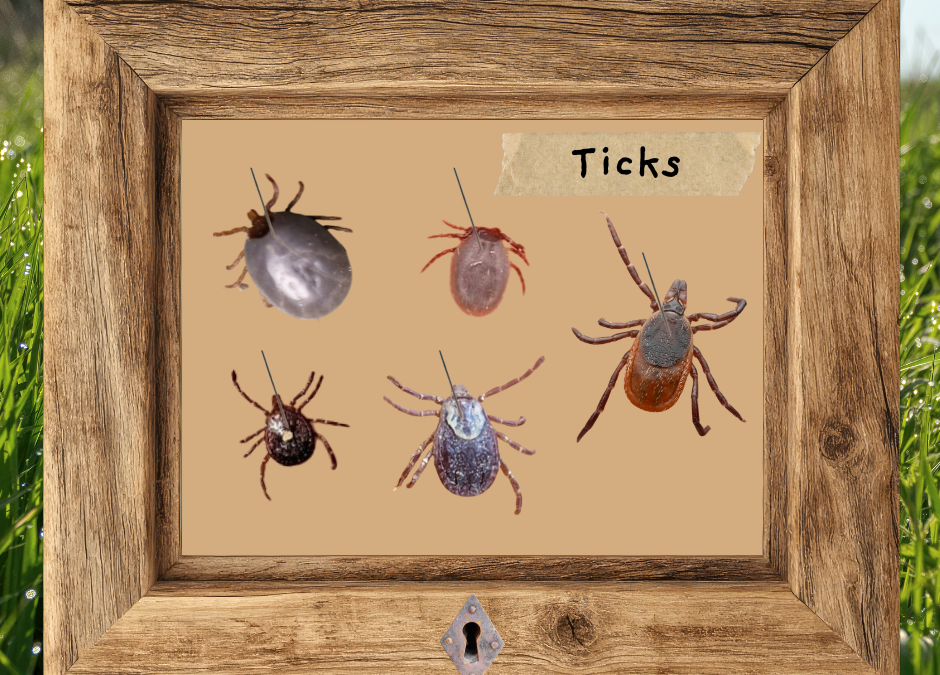Nature on the Neck: Ticks
