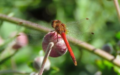 Nature on the Neck: Dragonflies and Damselflies