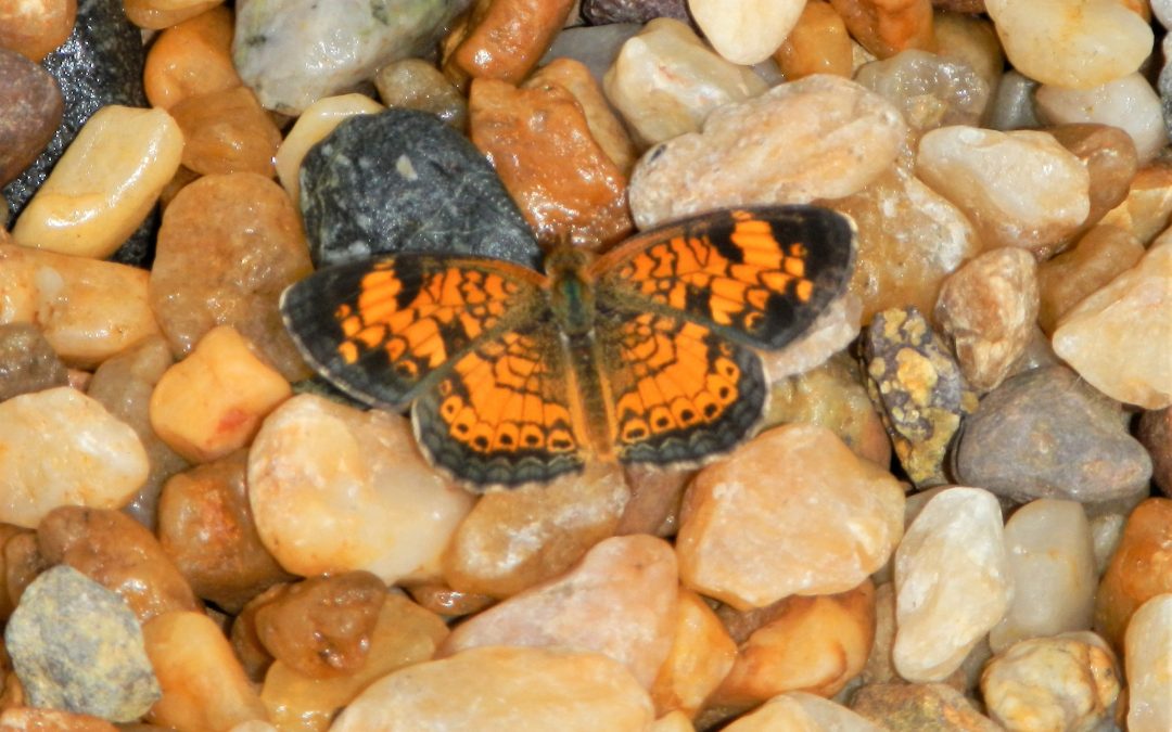 Nature on the Neck: Butterflies