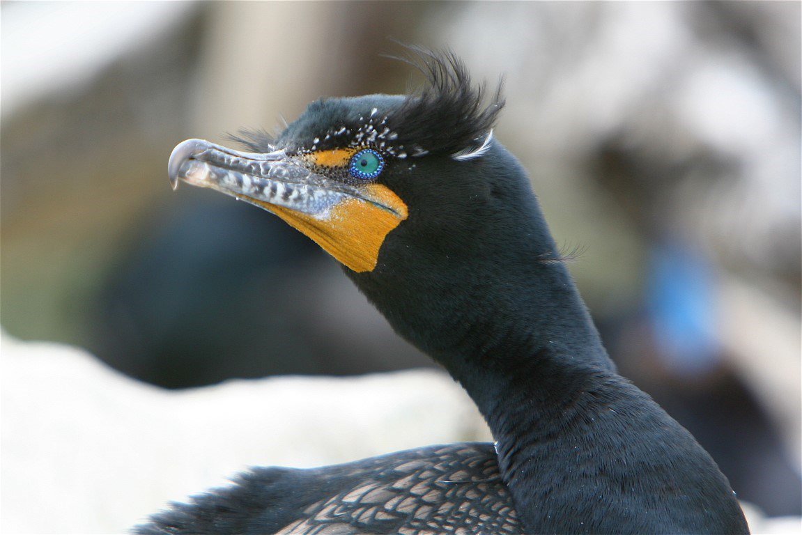 Nature on the Neck: Double-crested Cormorant