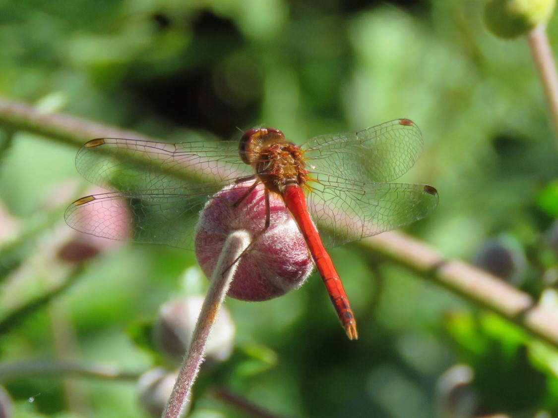 Nature on the Neck: Dragonflies and Damselflies