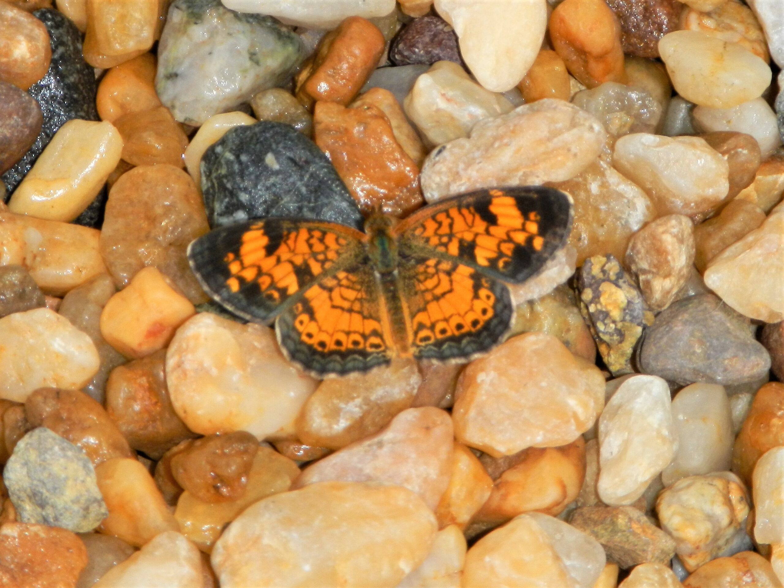 Nature on the Neck: Butterflies