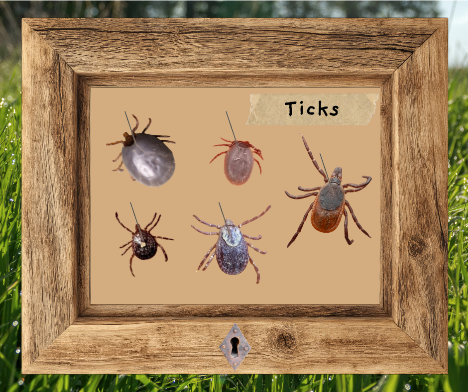 Nature on the Neck: Ticks