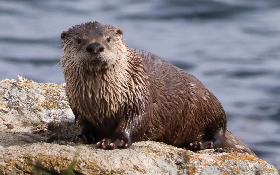 Nature on the Neck: River Otters