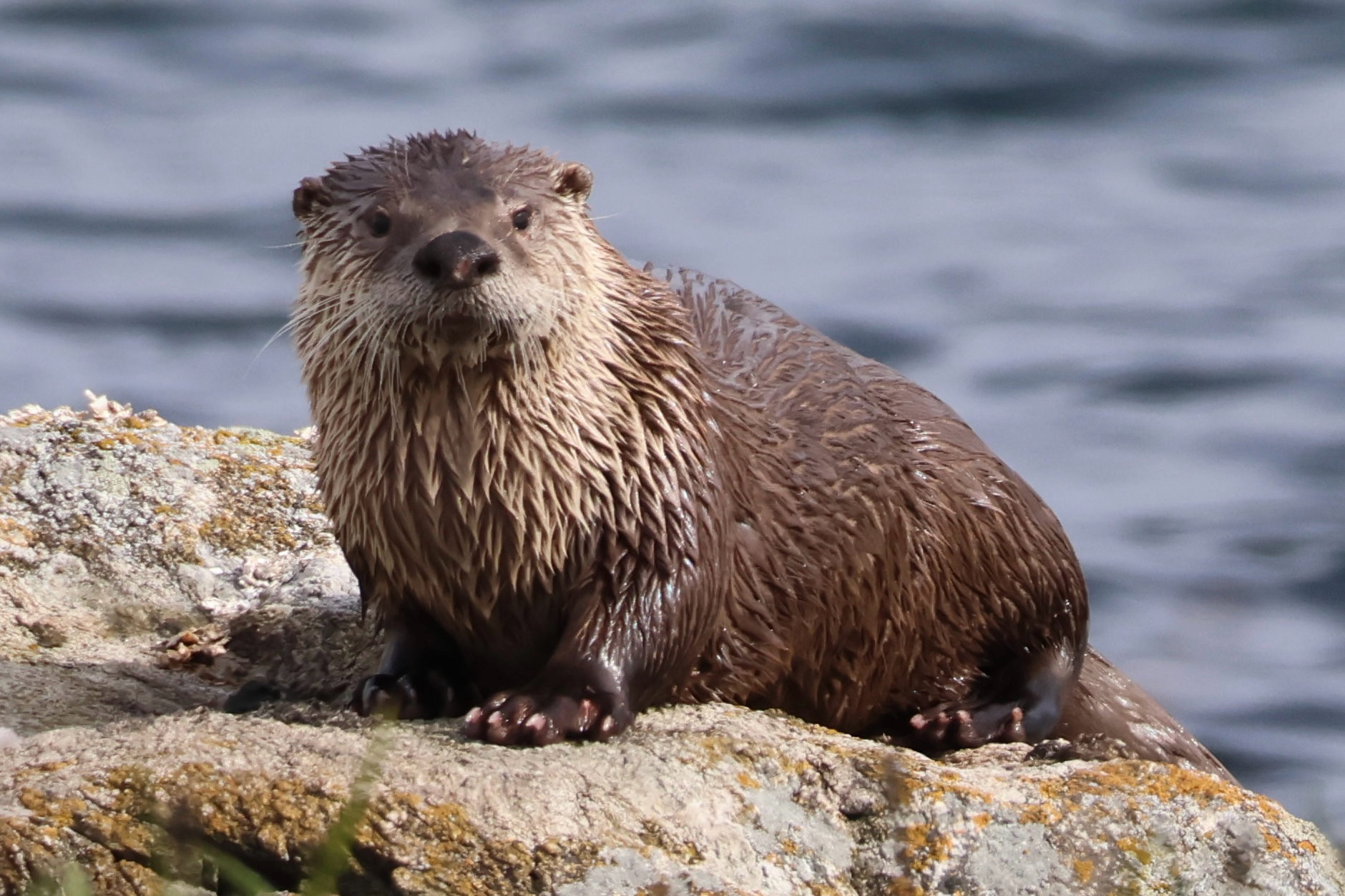 Nature on the Neck: River Otters